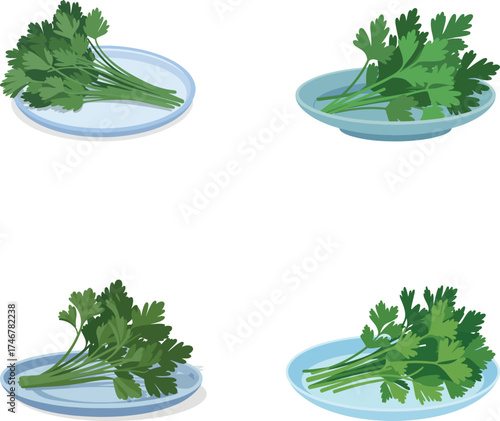 Fresh Parsley and Dill Herb Set on White Background