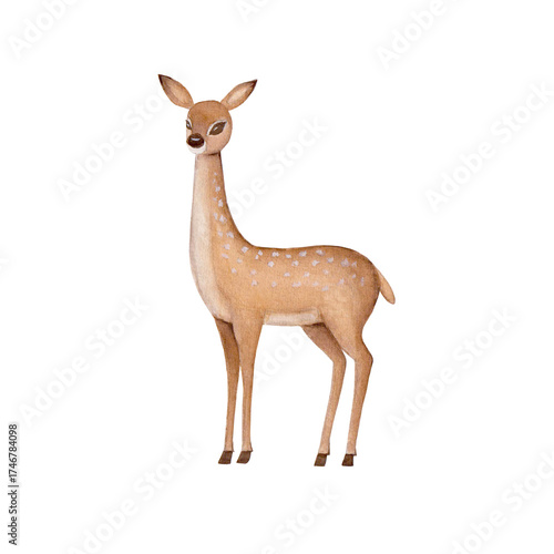 Watercolor deer without antlers isolated on white background