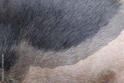 Close up of British Saddleback pig skin