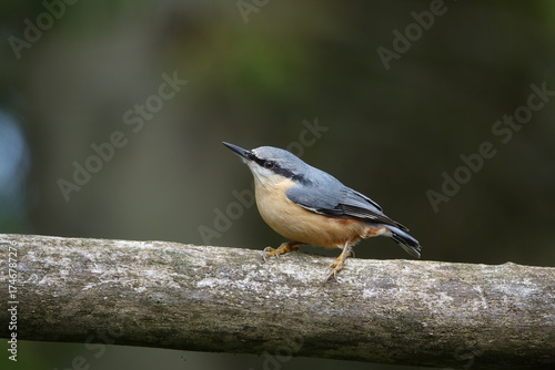 The Eurasian nuthatch (Sitta europaea)