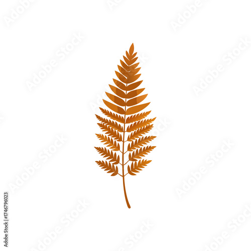fern frond  dried  delicate  on a white background