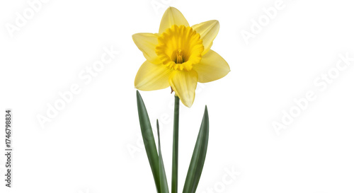 Wallpaper Mural Isolated elegant single yellow daffodil flower with green leaves in full bloom, spring Torontodigital.ca