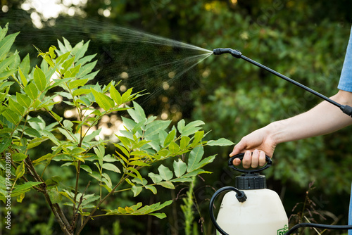 spaying deer repellent on a young tree