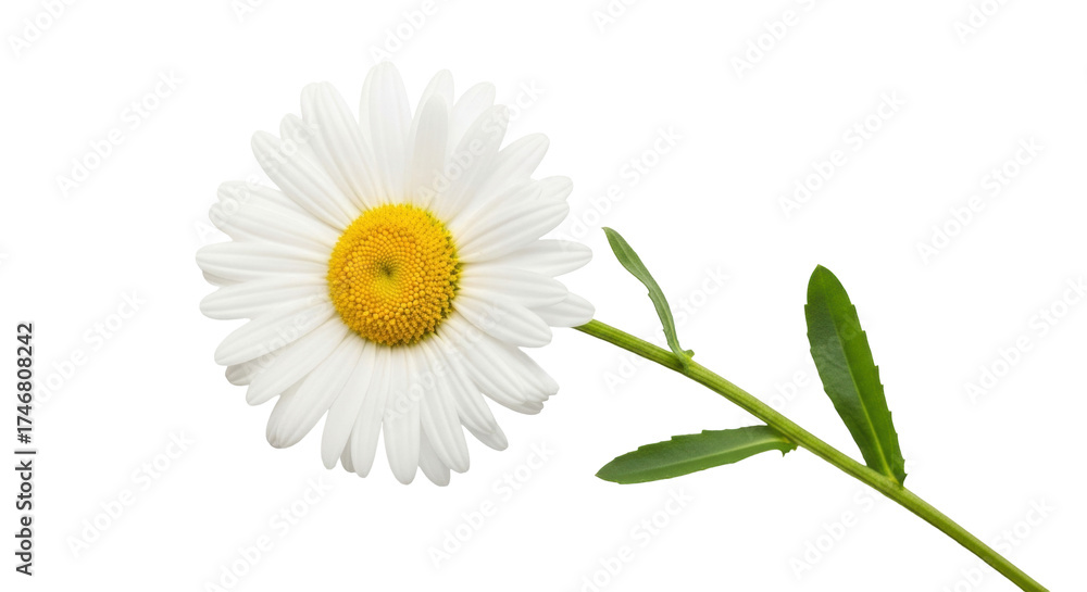 Fototapeta premium Isolated white daisy flower head with stem and leaves, a beautiful blossom detail