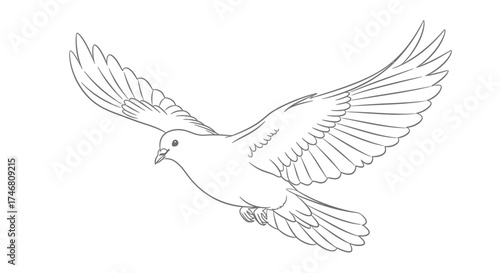 A detailed line drawing of a dove in flight, wings outstretched, soaring freely.