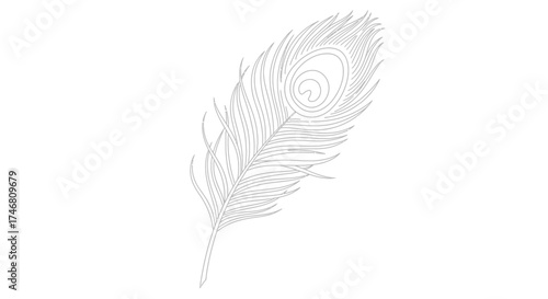 A single peacock feather is depicted in a detailed, linear style on a clean white background.