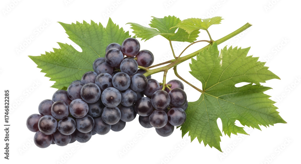 Fototapeta premium Isolated bunch of fresh ripe grapes with leaves, vibrant food photography still life