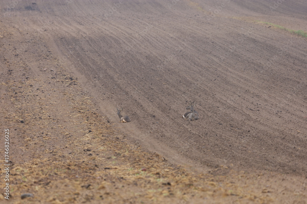Naklejka premium European roe deer resting on a tilled field