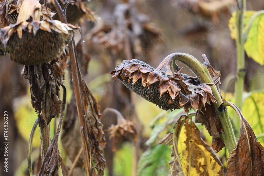 Obraz premium Withered sunflower after rain at the end of autumn