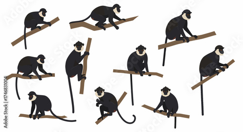 Black and white colobus monkeys perched on brown tree branches