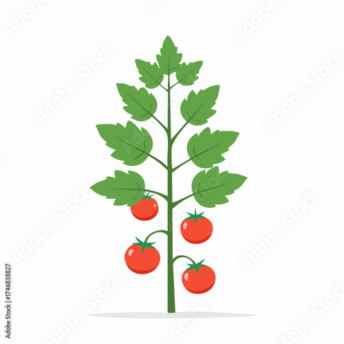 Delicious Raw Chicken Drumsticks Packaged in a Tray Ready for Cooking