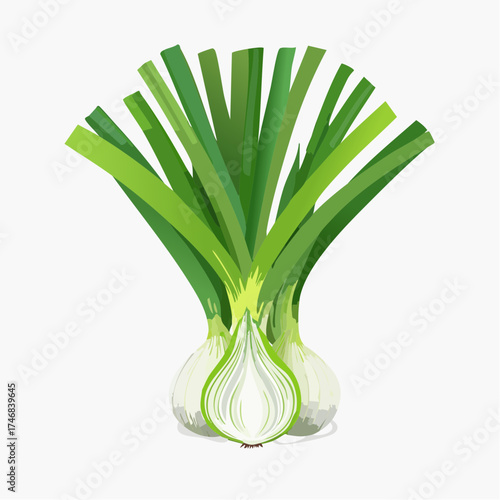 A vibrant illustration of a fresh green onion, with its long, leafy stalks fanned out and a bulb cut in half to reveal its layered interior.