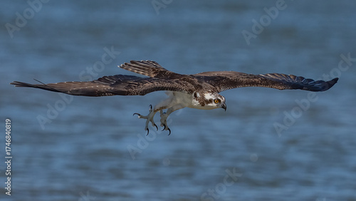 Osprey in flight and catching fish for dinner