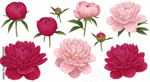 A collection of pink and magenta peony flowers and buds on a white background