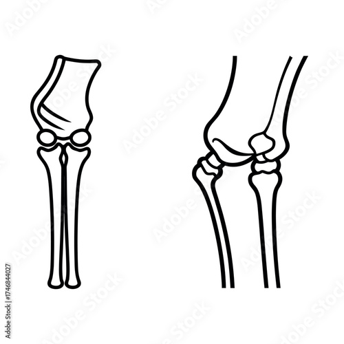 Anatomical diagram of the human elbow joint in two views showing bones and articulation