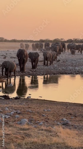 A large herd of African elephants approach a waterhole at sunset, Etosha National Park, Namibia.