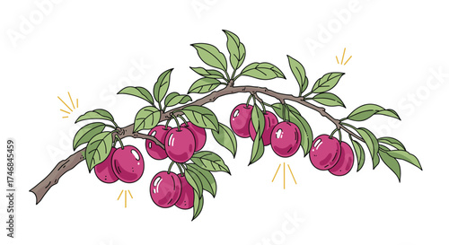 A branch laden with ripe plums on a warm summer day.