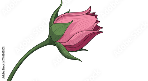 A delicate pink rose bud unfurls its petals gently in this lovely animated illustration.
