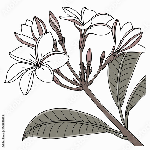 Illustration of a frangipani branch with flowers, buds, and leaves, showcasing its elegant and intricate details perfect for botanical designs