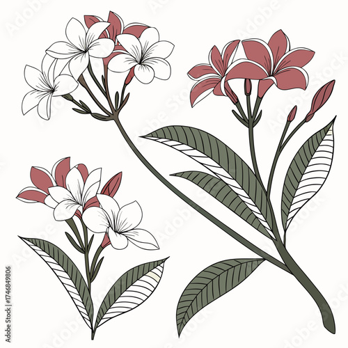 Vector art of exquisite plumeria flower arrangement, featuring a harmonious blend of white and pink petals, accompanied by lush green leaves, creating a tropical and elegant aesthetic