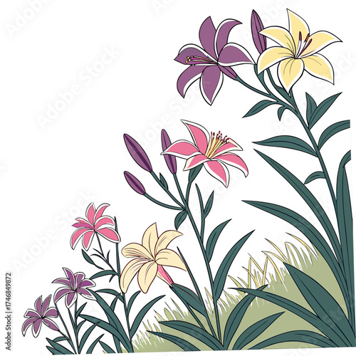 Vector art of colorful lily flowers in bloom the lily is a tall, herbaceous flowering plant, and is a popular choice for bouquets and flower arrangements