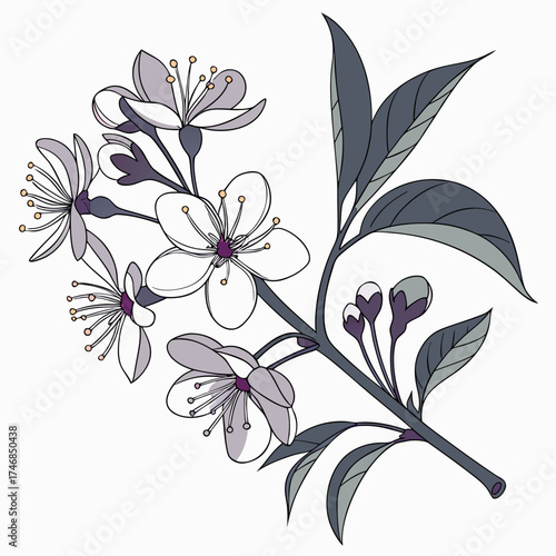 Vector art of a delicate cherry blossom branch, adorned with pristine white flowers and nascent buds, captures the ephemeral beauty of spring