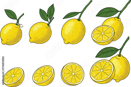 Fresh lemon fruit illustration, whole lemons, halved lemons, juicy citrus segments, tropical yellow fruit, organic healthy food, botanical drawing, seasonal harvest