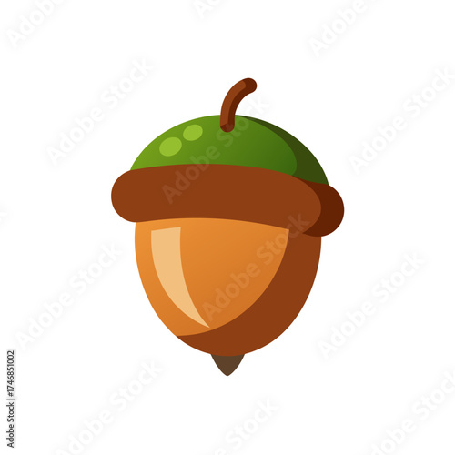 acorn  with cap  on a white background 