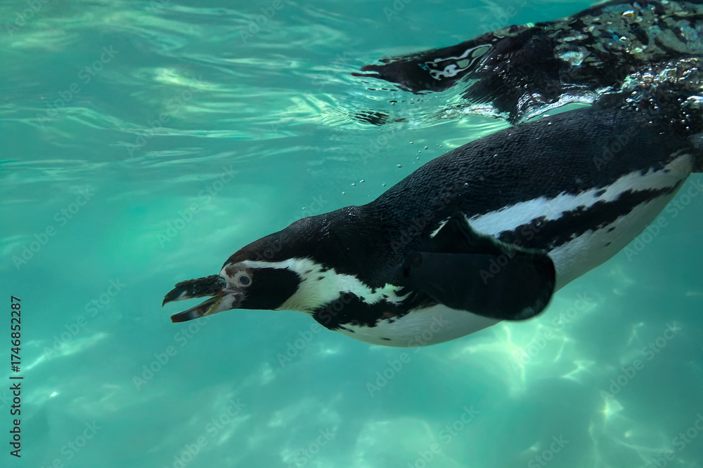 Fototapeta premium Humboldt penguin, swimming underwater. Marine wildlife from the Pacific coast of South America.
