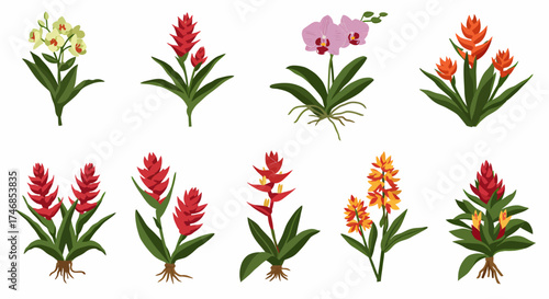 Collection of eight distinct tropical potted and rooted flower illustrations on white