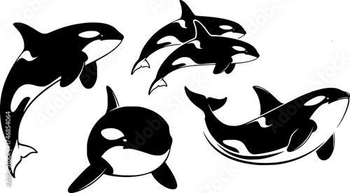 Orca Whale Silhouette Vector Art: Killer Whale Icon Set Graphics
