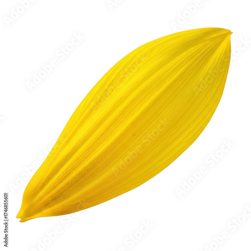 Single isolated vibrant yellow flower petal on white background