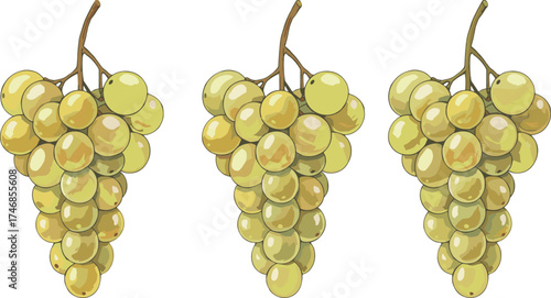 Green grape bunch, fresh grapes illustration, juicy organic fruit, healthy food design, realistic grape artwork, natural fruit cluster, vineyard harvest