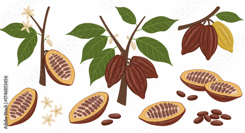 Illustration of cocoa plant stages featuring pods flowers cut pods and seeds
