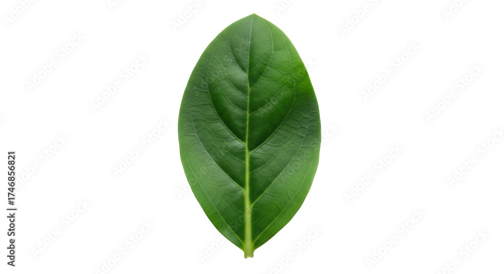 Obraz premium Isolated Zamioculcas zamiifolia leaf, tropical botanical specimen for design element use