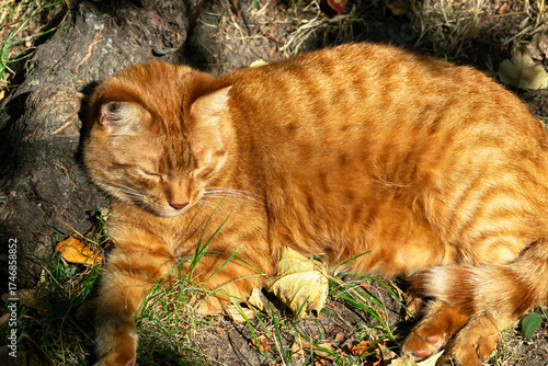 Sleepy ginger cat lies and rests in the sun