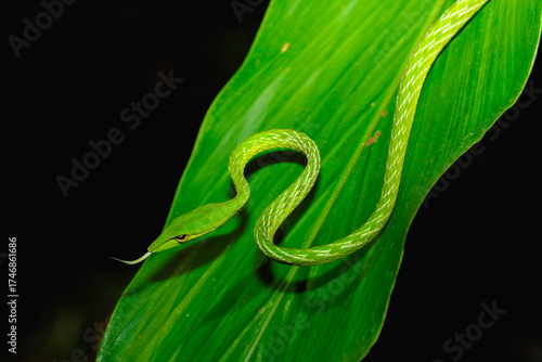 Grüne Peitschennatter, Grüner Baumschnüffler (ahaetulla prasina) züngelnd auf einem Blatt