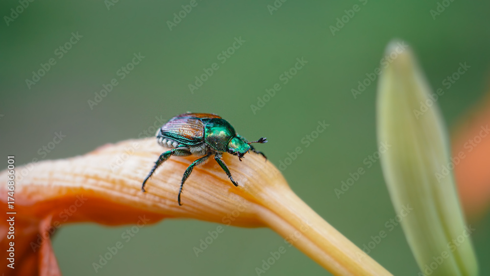Naklejka premium Japanese Beetle Sits on Daylily in Garden Macro Closeup Maine New England North American Wildlife