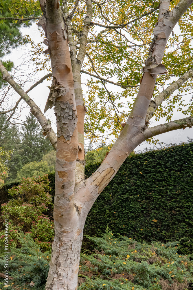 Fototapeta premium Betula Ermanii Ermans birch