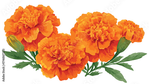 Vibrant Four Orange Marigold Flowers and Green Leaves Vector Illustration
