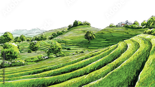 Hand Drawn Tea Plantation Illustration with Lush Leaves and Plants