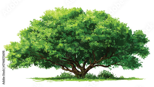 Vibrant Lush Green Deciduous Tree Foliage in Nature During Spring and Summer