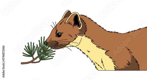 Cartoon Stoat with Brown Fur and Creamy Underside Sniffing a Pine Branch.