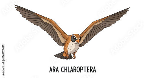 Red-and-green Macaw in Flight with Spread Wings Detailed Illustration.