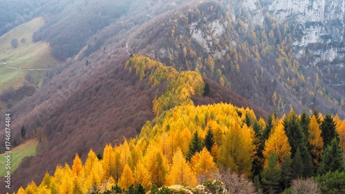 Canvas Print magnificent yellow larches on the slopes of Monte Altissimo di Nago