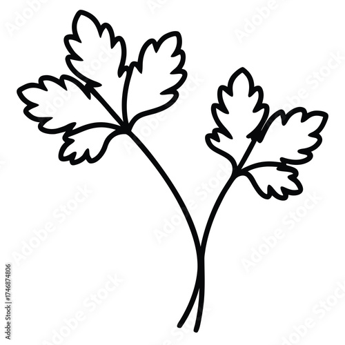parsley vector line art icon