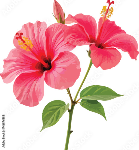 hibiscus flower isolated on white