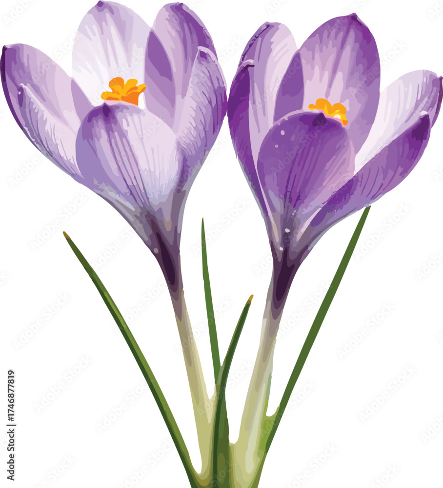 Naklejka premium spring crocus flowers