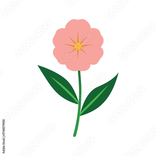Evening primrose bloom on white background vector art illustration