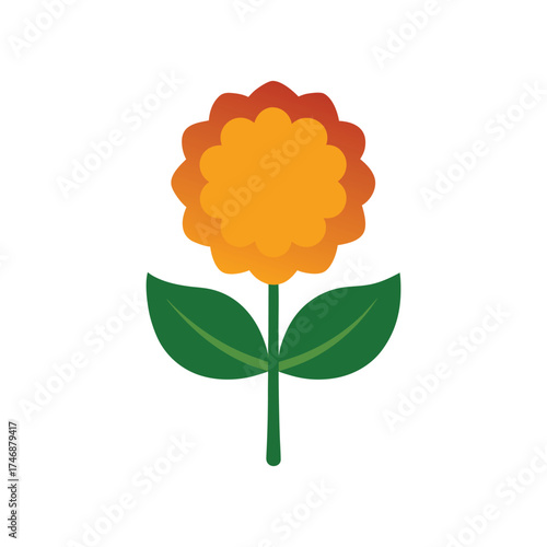 Fig marigold succulent flower on white background vector art illustration
